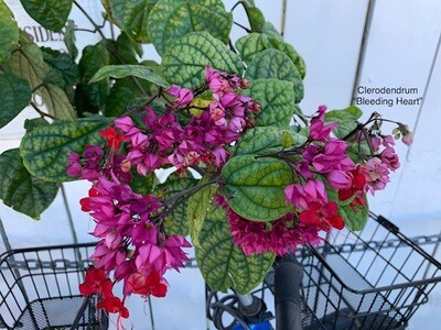 "Bleeding Heart" Clerodendrum