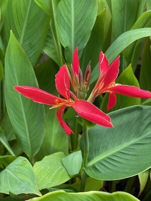 Canna Lily &quot;Lucifer”