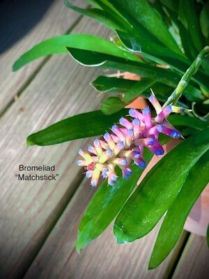 Bromeliad &quot;Matchstick&quot;