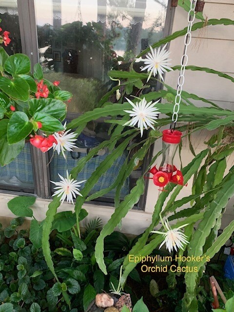 Epiphyllum “Hooker’s”