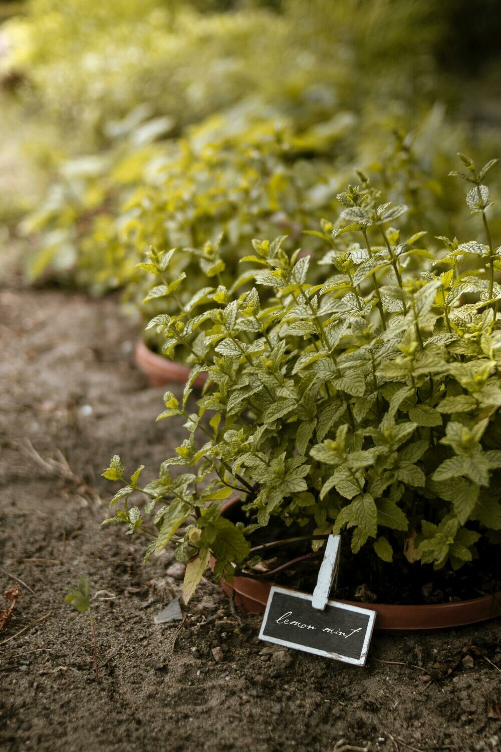 Lemon Balm
