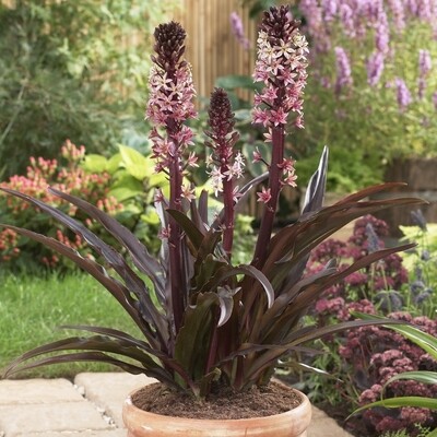 Pineapple Lily
