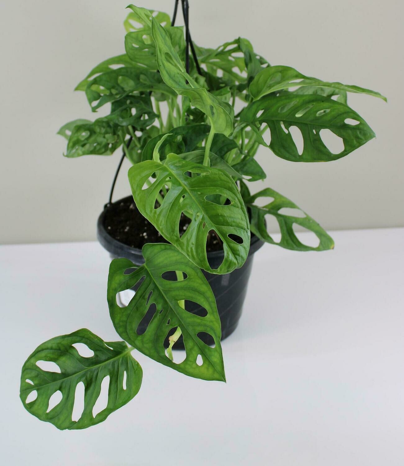 Swiss Cheese Philodendron