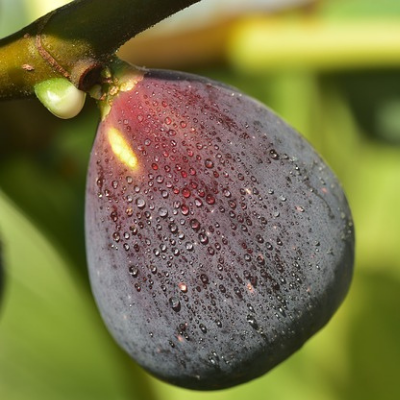 Black Mission Fig