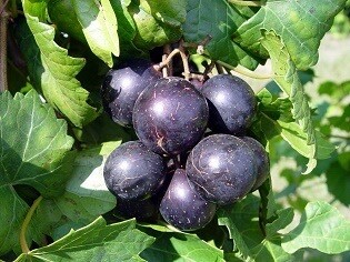 Cowart Black Muscadine