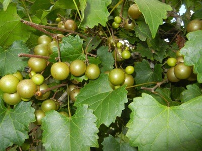 Scuppernong Bronze Muscadine
