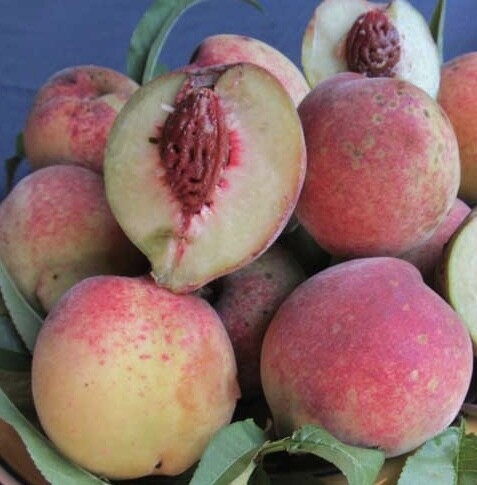 Peach, Rio Grande BARE ROOT