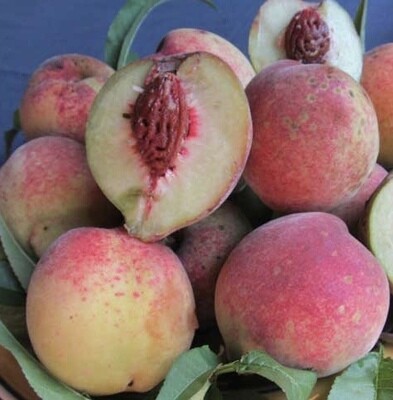 Peach, Rio Grande BARE ROOT