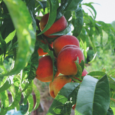 Peach Tree - Sam Houston