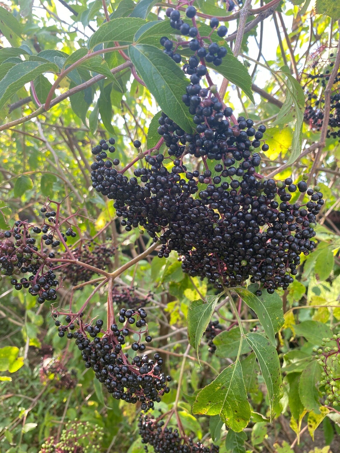 Elderberry