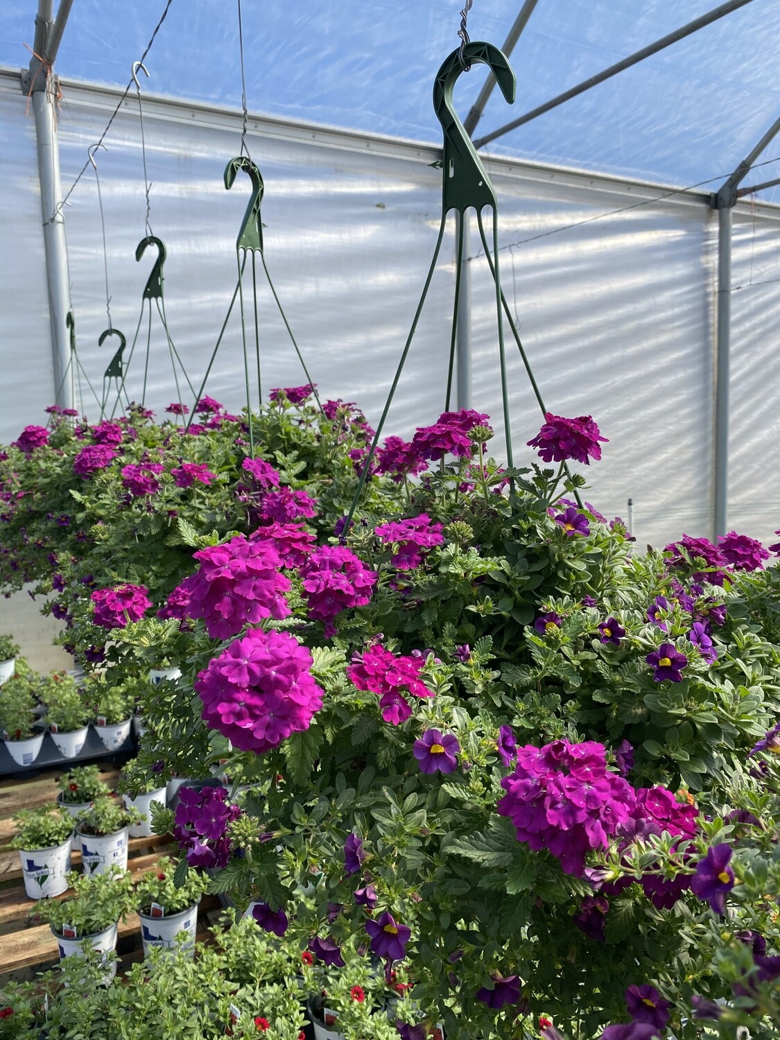 Mixed Floral Hanging Baskets