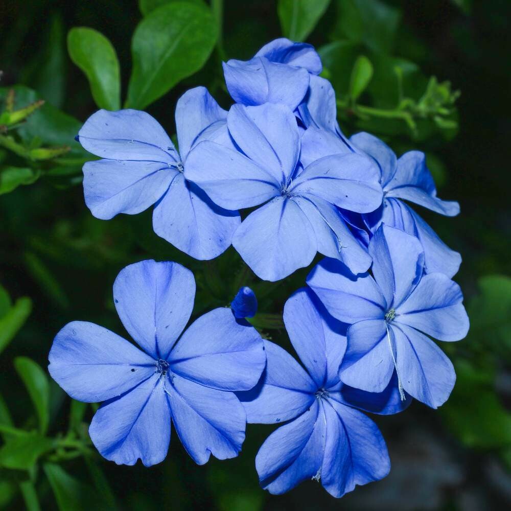Plumbago, Blue