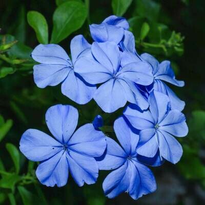 Plumbago, Blue