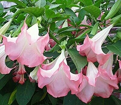 Angel Trumpet, Pink