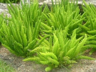 Foxtail Fern