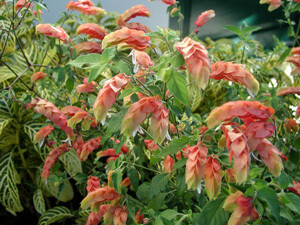 Shrimp Plant, Red