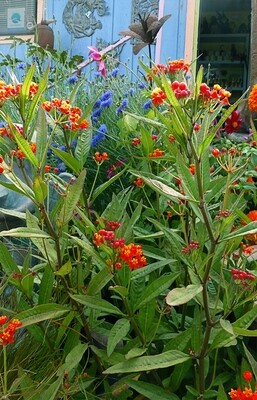 Tropical Milkweed