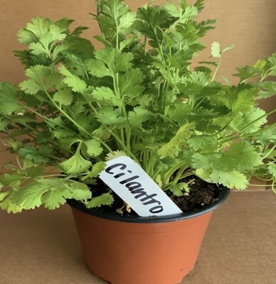 Cilantro