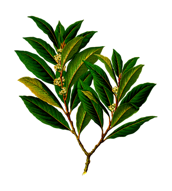 Bay tree
