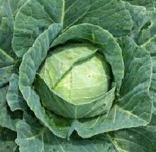 Cabbage, Late Flat Dutch