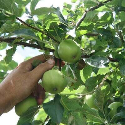 Apple Dwarf Granny Smith