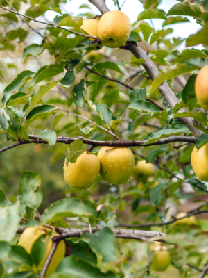 Apple Tree - Ein Shemer