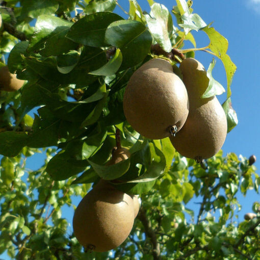 Pear Ayer’s