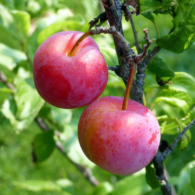 Plum Ozark Premier   BARE ROOT