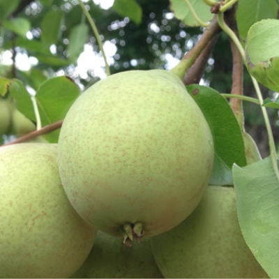 Pear Southern Bartlett