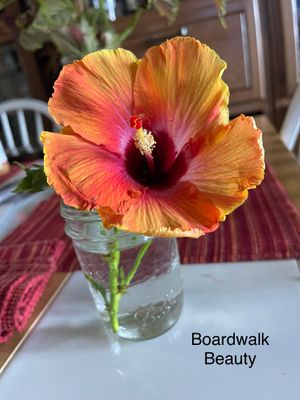 Hibiscus “Boardwalk Beauty” Hibiscus “Boardwalk Beauty”