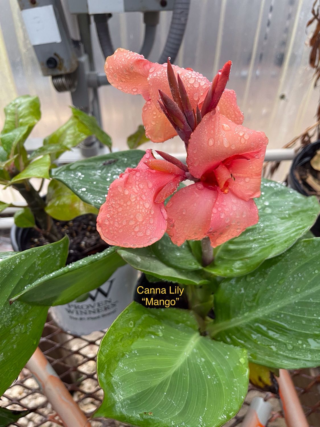 Canna Lily “Mango”