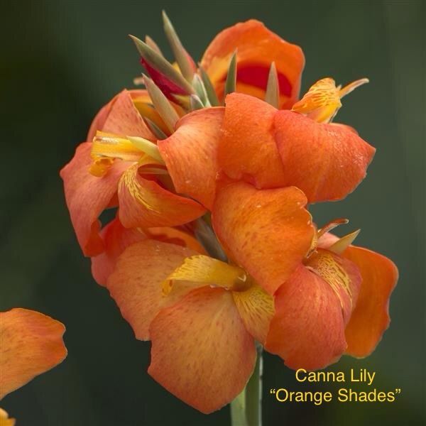 Canna Lily “Orange Shades”