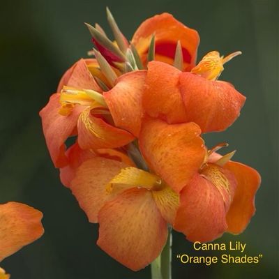 Canna Lily “Orange Shades”