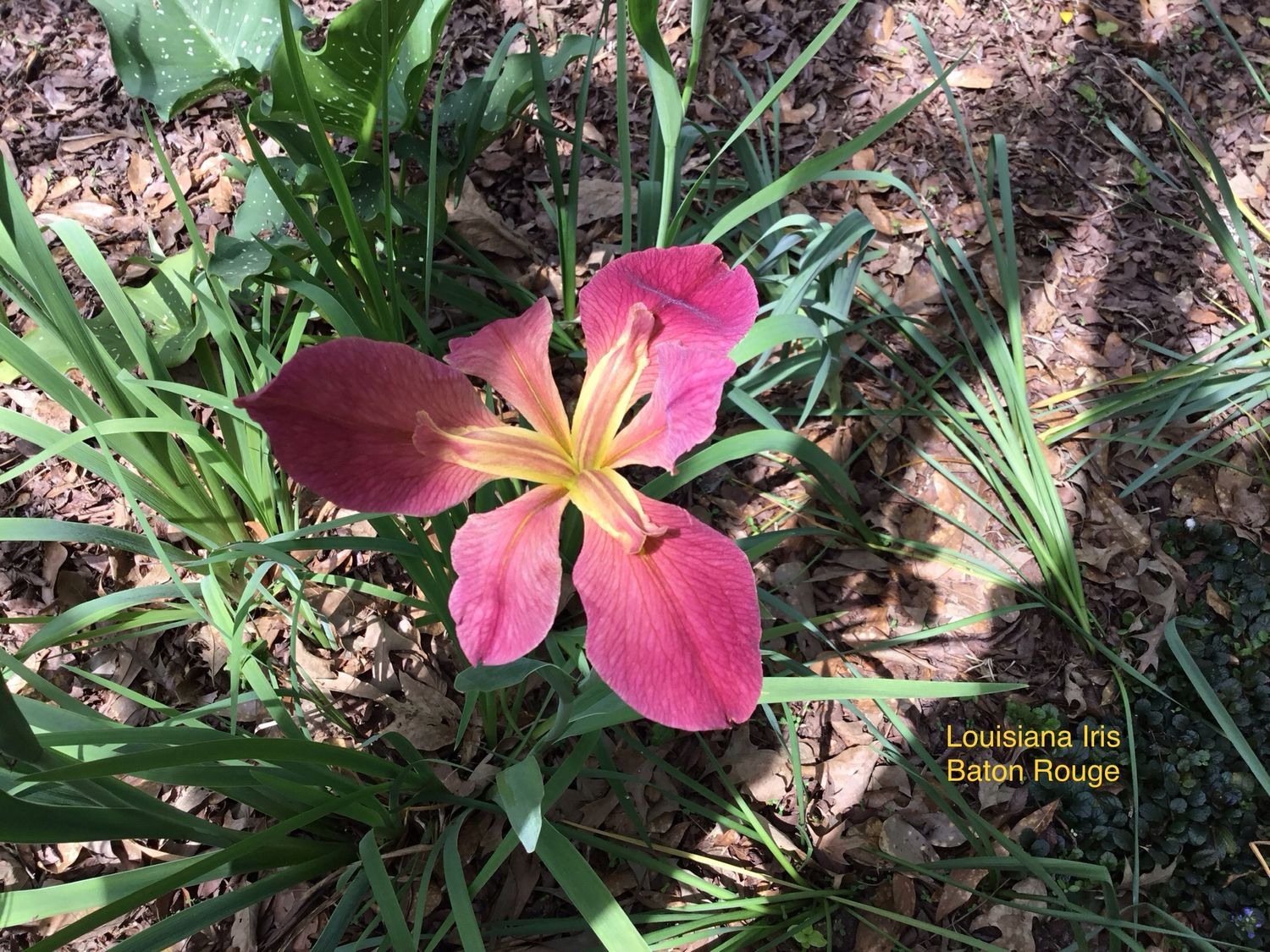 Louisiana Iris “Baton Rouge”