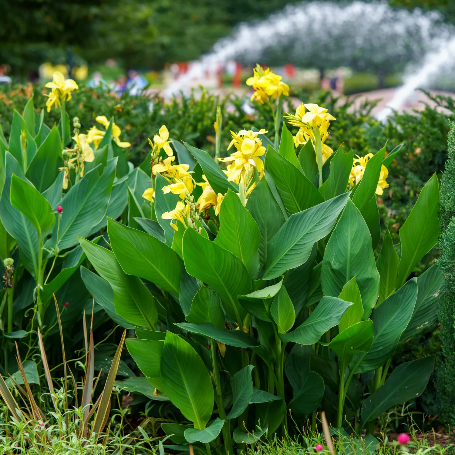 Canna Lily Yellow