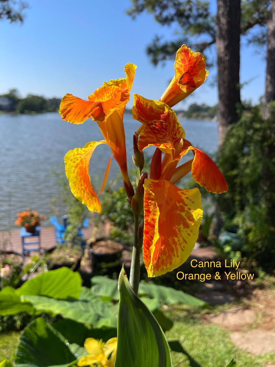 Canna Lily Yellow &amp; Orange