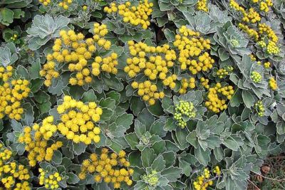 Chrysanthemum Pacificum