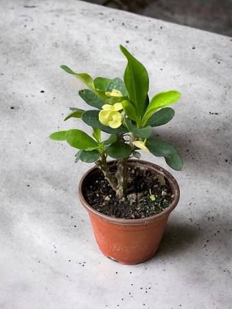 Crown of Thorns Yellow