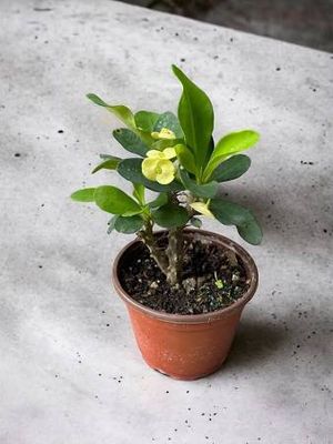 Crown of Thorns Yellow