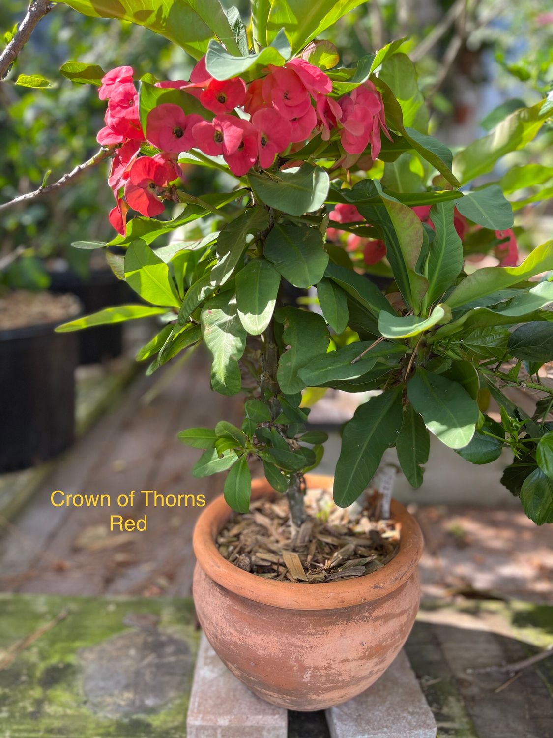 Crown of Thorns Red
