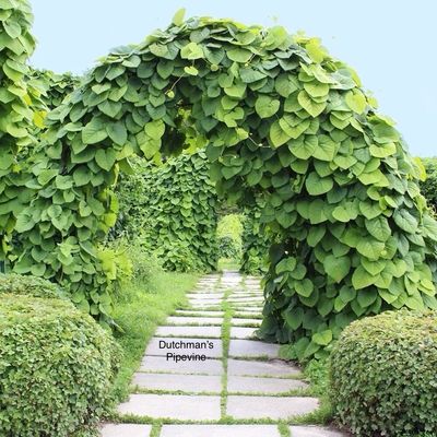 Dutchman’s Pipevine