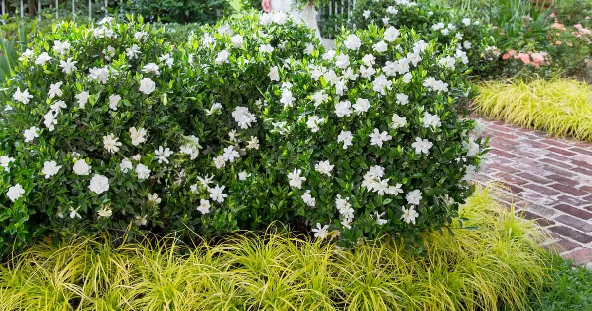 Gardenia