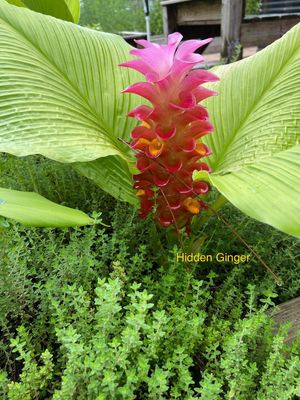 Hidden Ginger