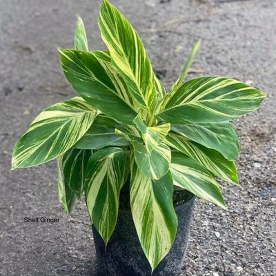 Shell Ginger