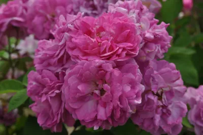 Rose “Seven Sisters”