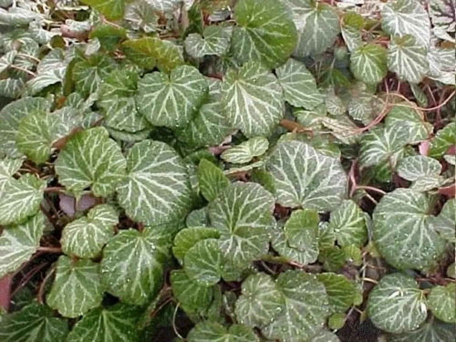 Strawberry Begonia Hanging Baskets