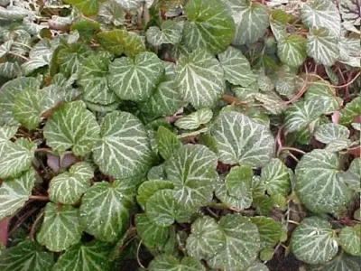 Strawberry Begonia Hanging Baskets