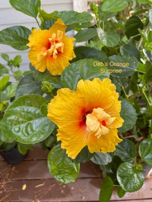 Hibiscus “Deb’s Orange Surprise”