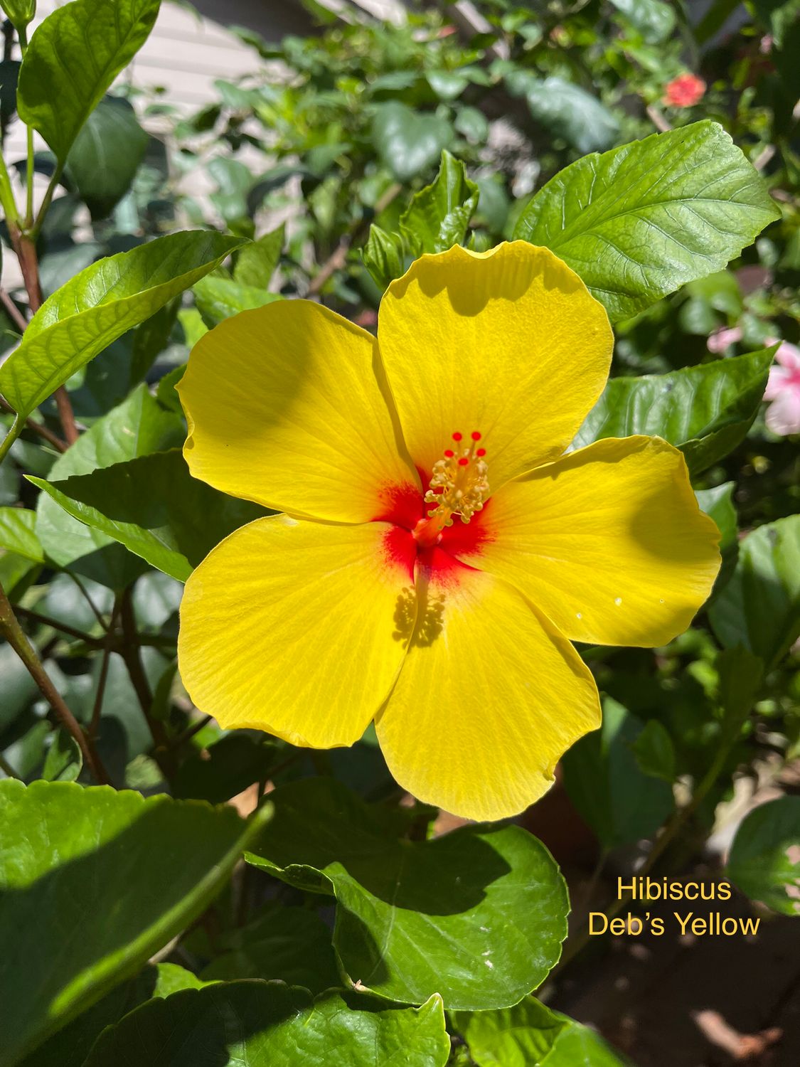 Hibiscus “Deb’s Yellow”