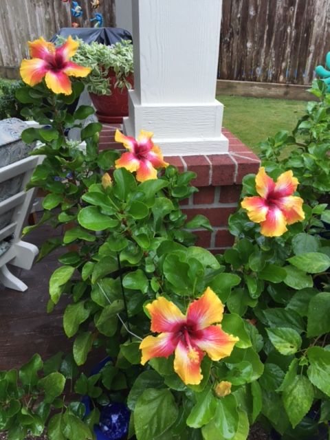 Hibiscus “Fiesta”